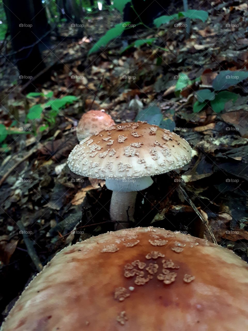 amanita flavorubens