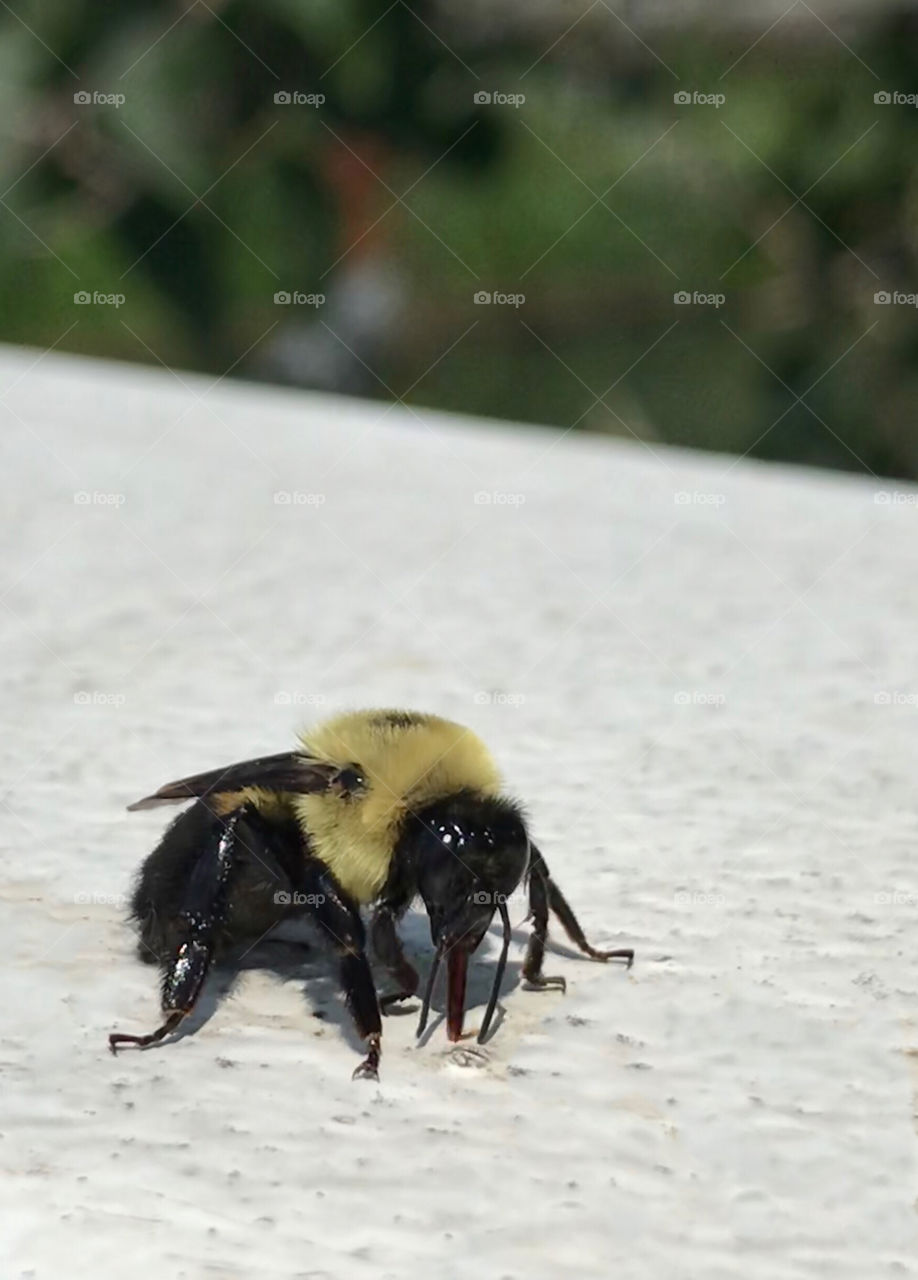 Closeup of a bumblebee with it’s tongue out