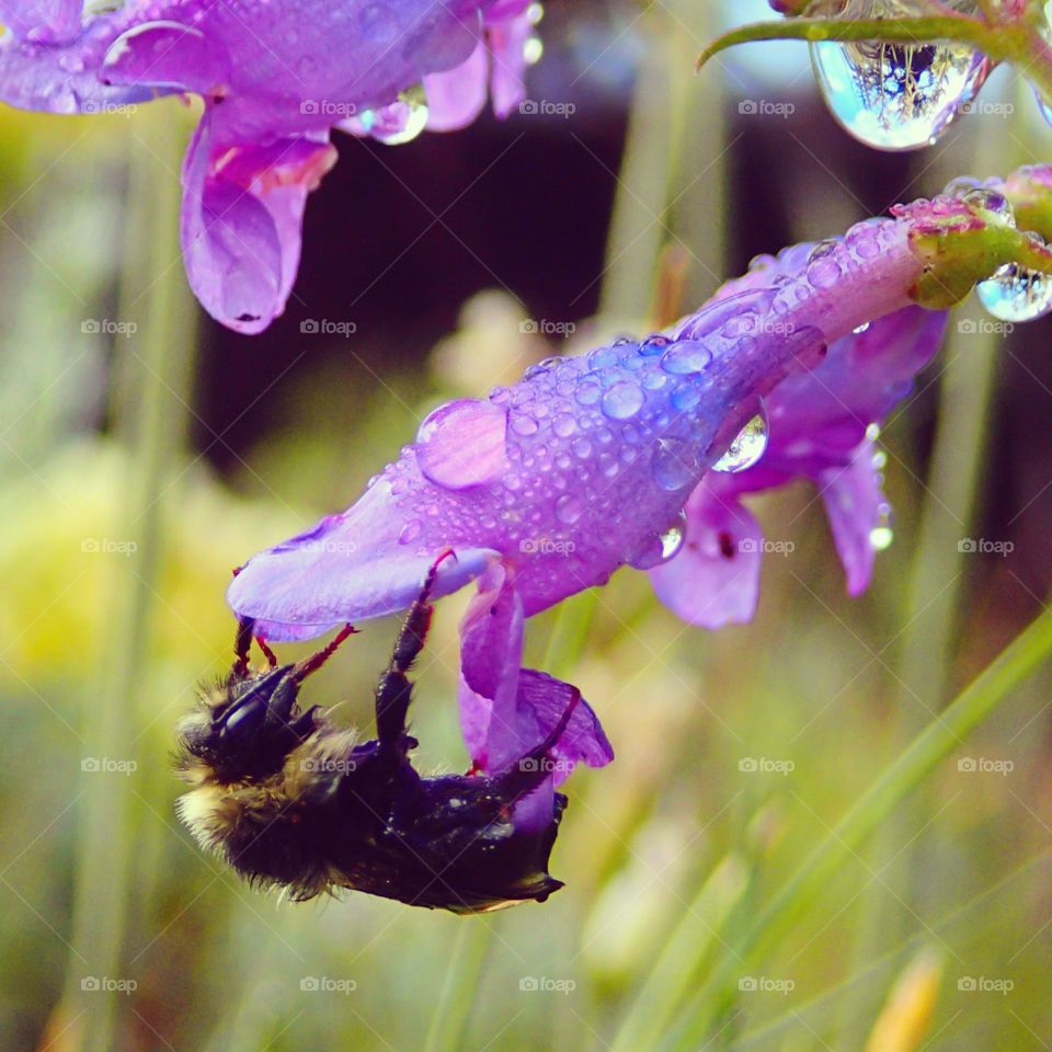 Wildflower with a bee