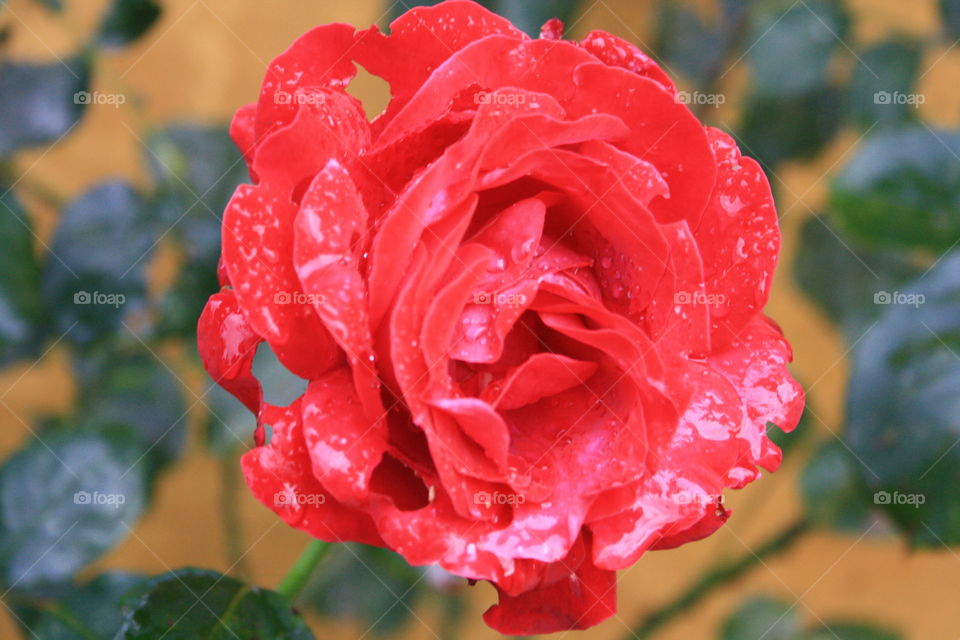 Rose and rain