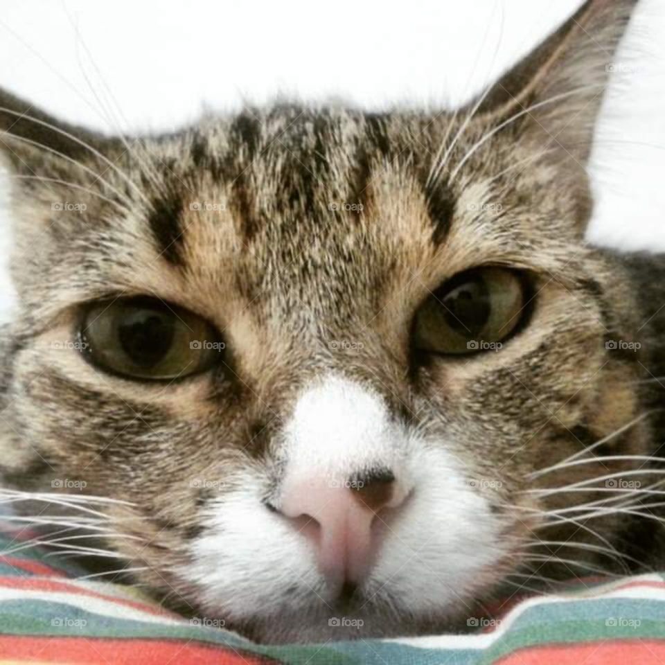 Staring close-up cat