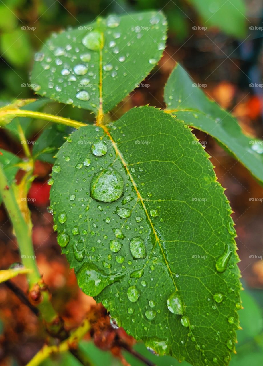 Oregon rainy days