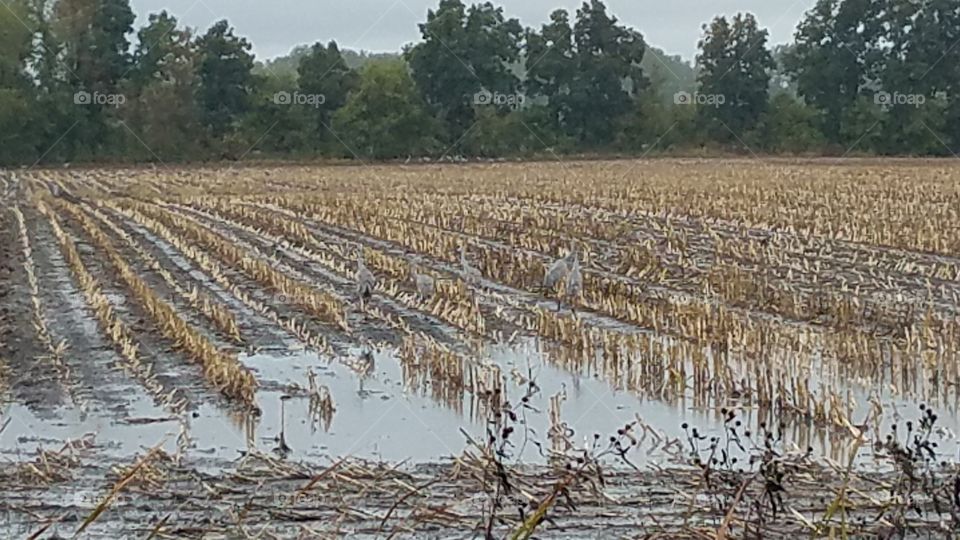 Cranes in rain soaked field