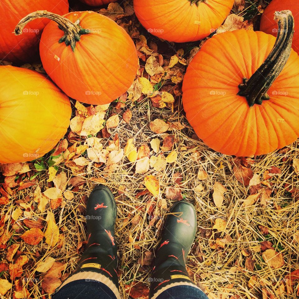 Rain boots and pumpkins