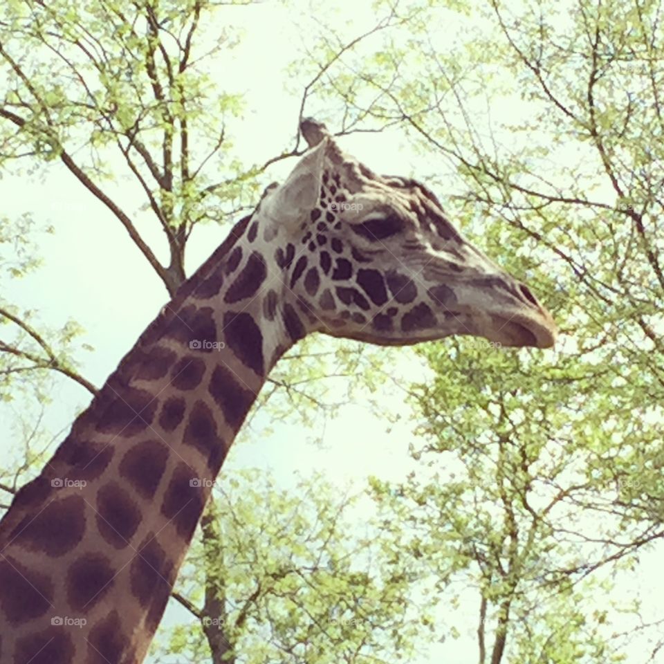 The Glorious Giraffe 