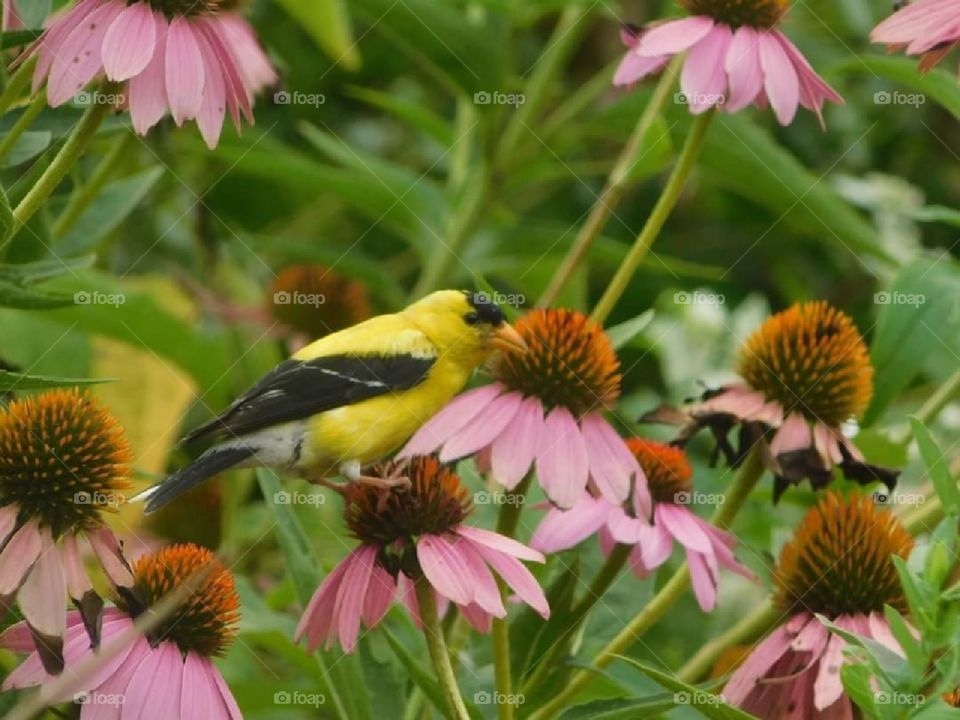 American Goldfinch on Flower