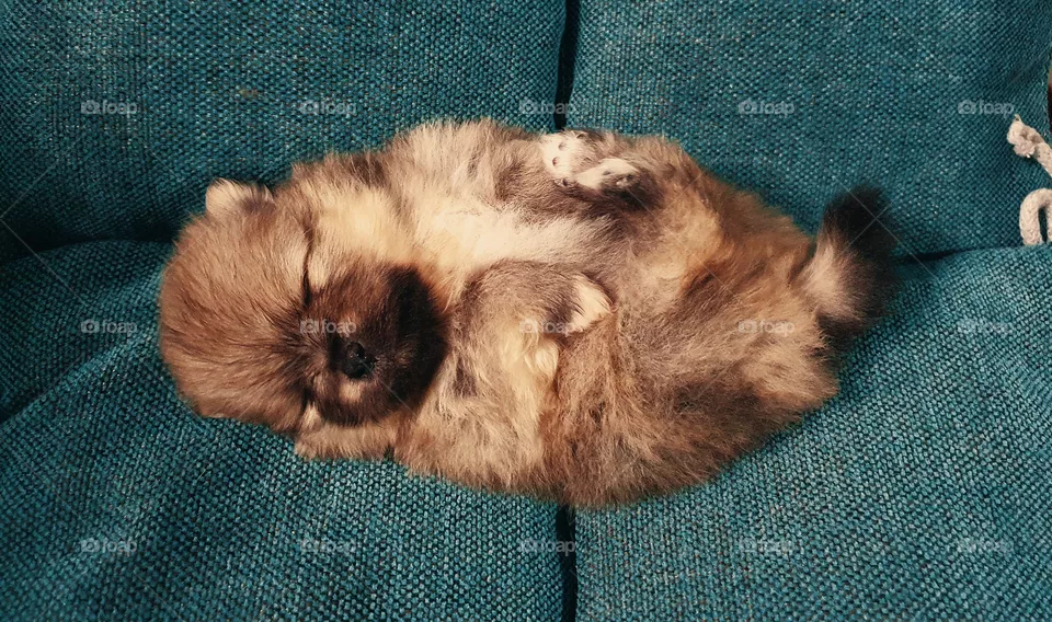 little puppy spitz