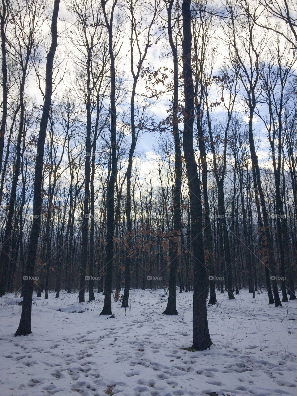 Winter in the woods