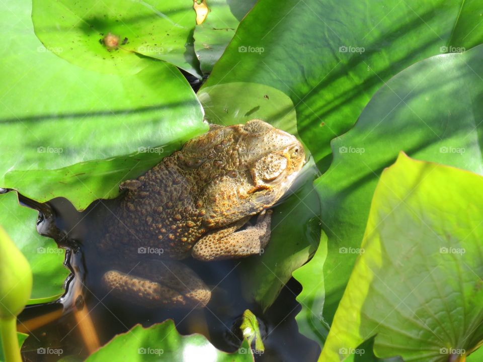 Warty toad