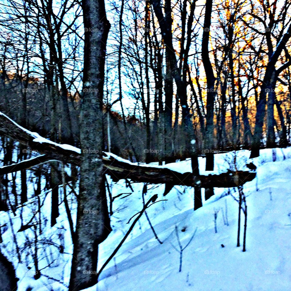 Snowy woods 