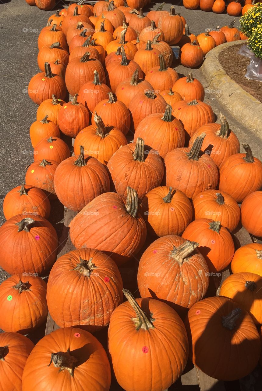 Pumpkin stand 