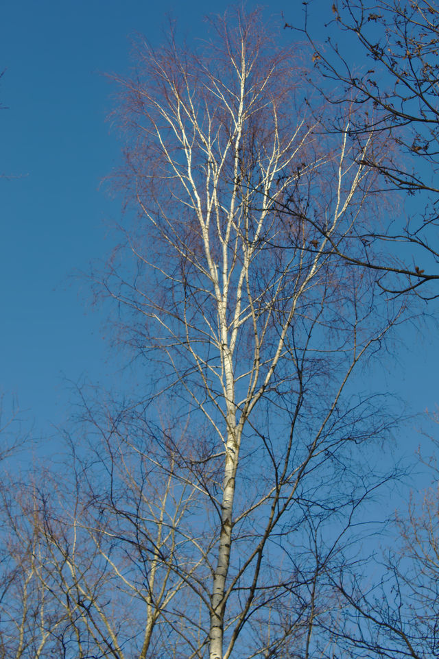 a birch
