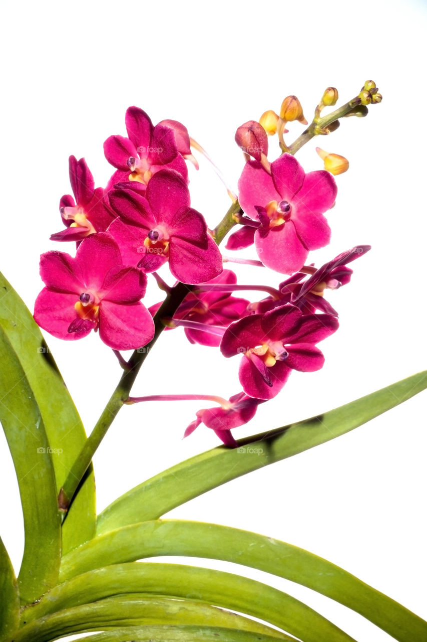 pink vanda orchid