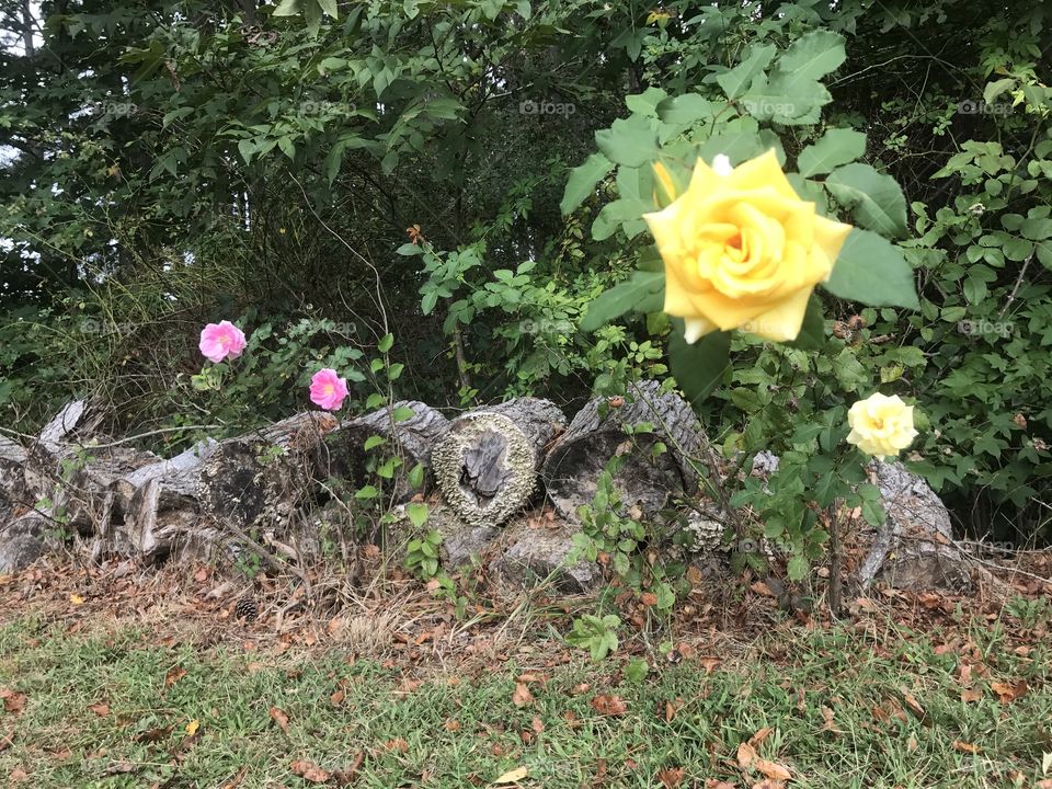 Roses next to the pile of logs.