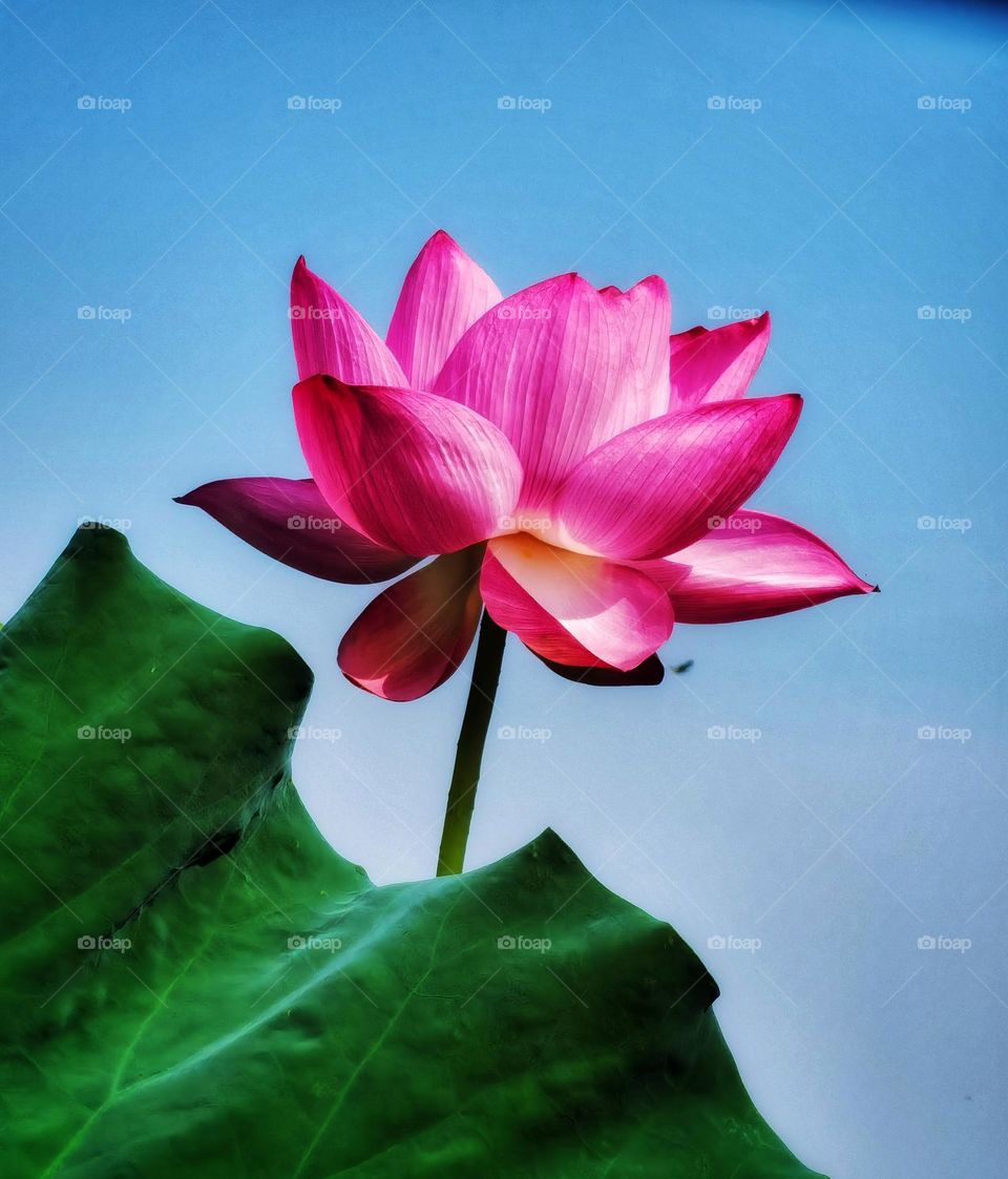 It is the lotus in full bloom, it is a good time for the world.I hope the day is clear, look up to meet all gentle.