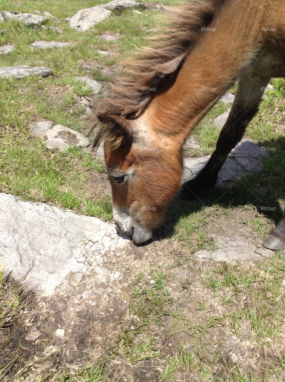 Wild pony, Highland Grayson state park, Va.
