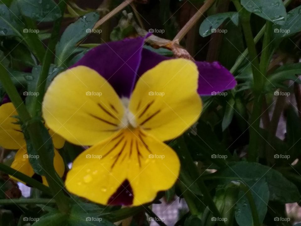 Pansy