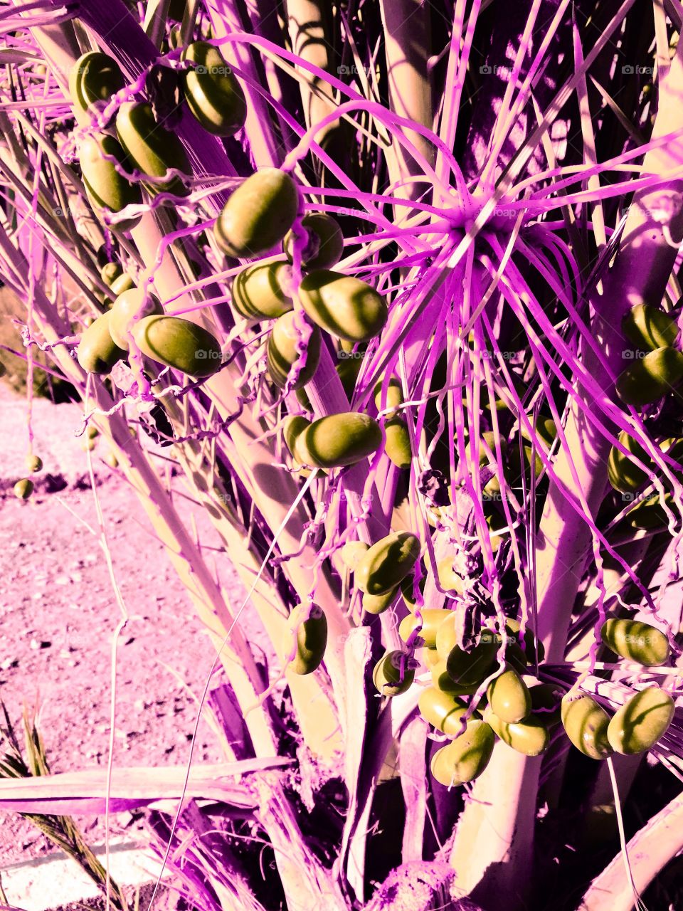 Beautiful color of date 