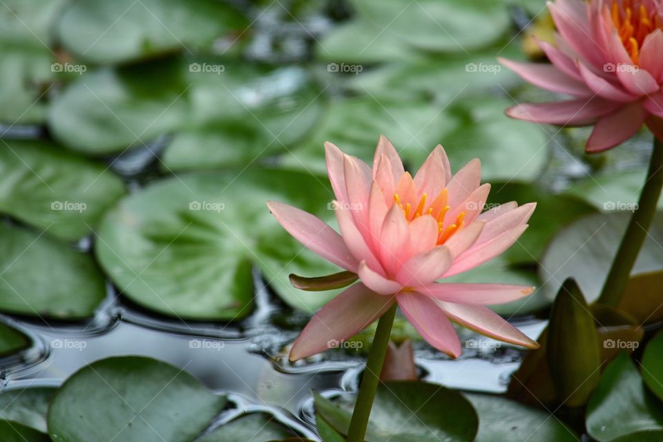 Beautiful lotus 