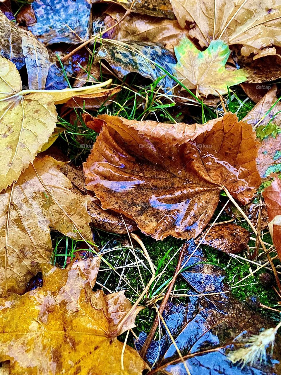 #rain #grass
#damp
#Autumn #leaves #