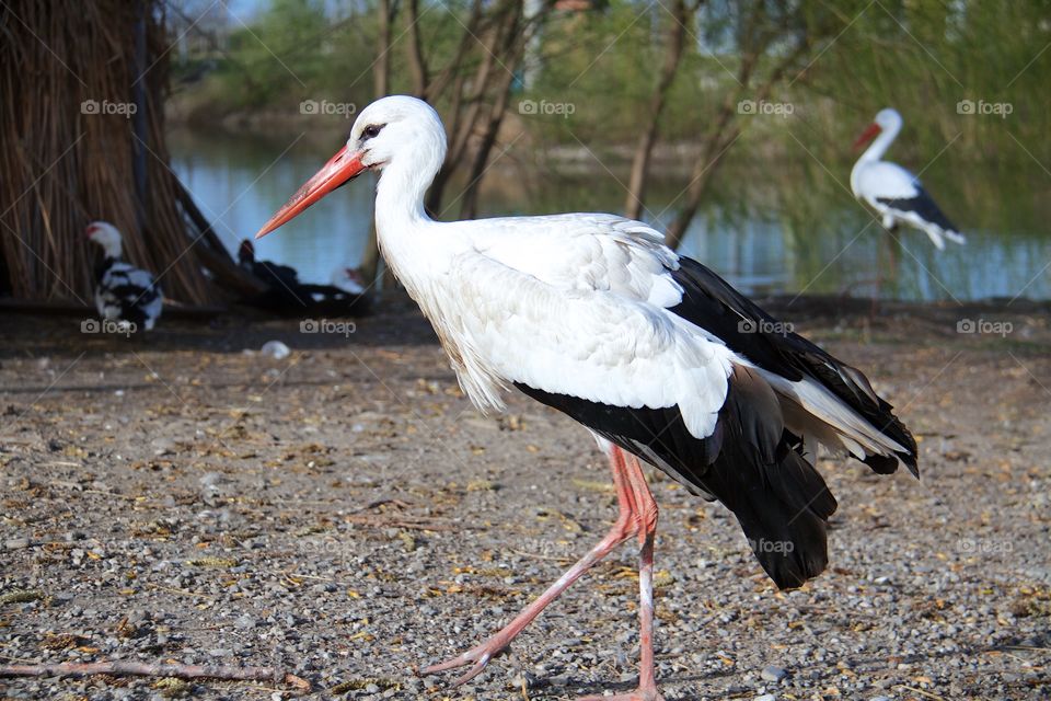 Close-up of stork