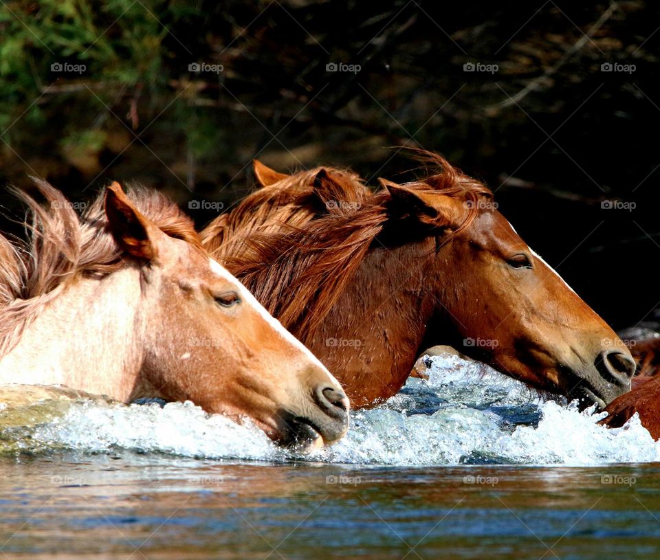 Wild Horses in Deep End