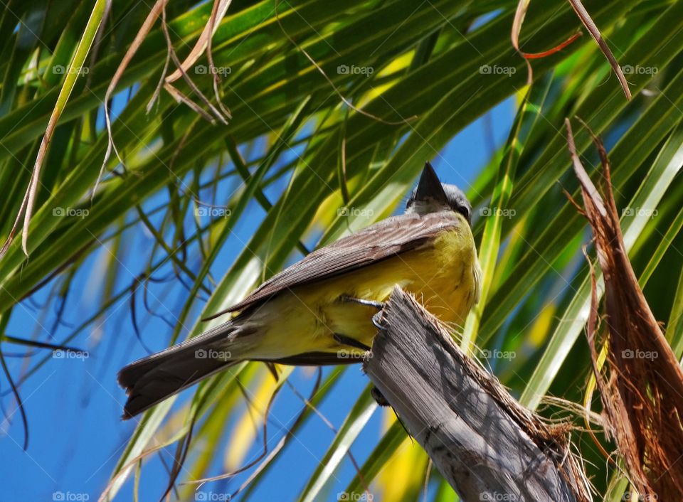 Yellow Tropical Bird. Male Yellow Mexican Kiskadee Bird
