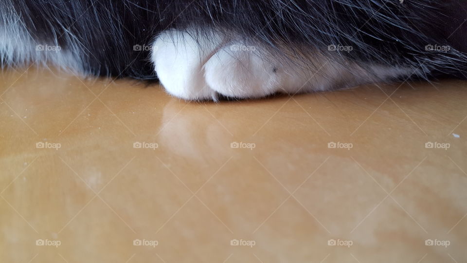 Kitty Paws