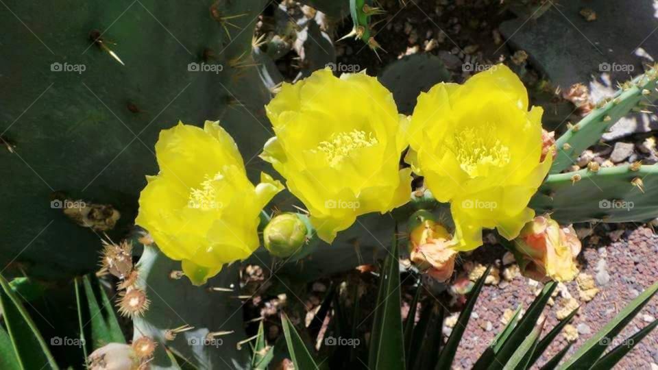 beautiful cactus with bright yellow flowers. gran canaria. canarie islands.
Puerto de Mogán is a picturesque resort and fishing village in