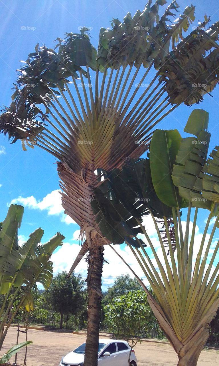 palmeiras do nordeste