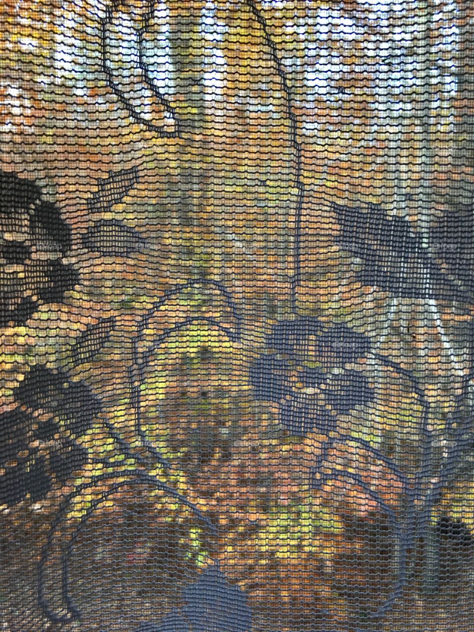 Lace Curtains Autumn View