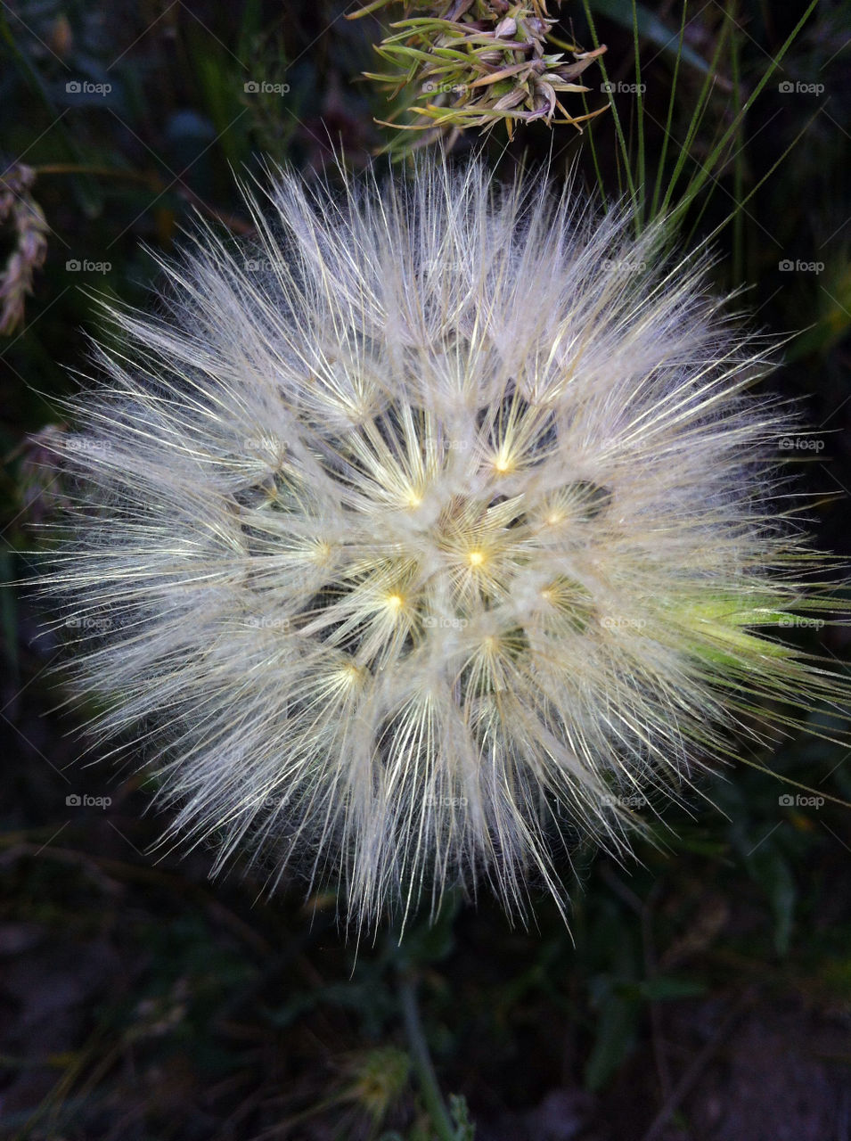 dandelion flower iran by nader_esk