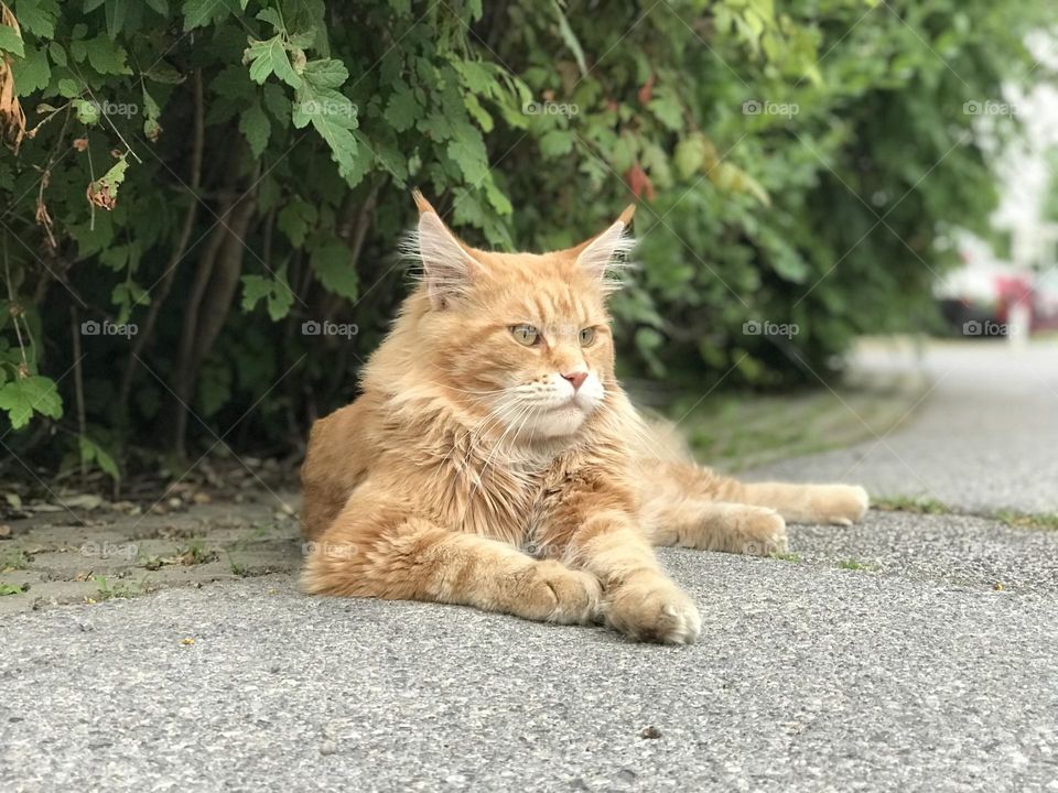 Red Maine Coon