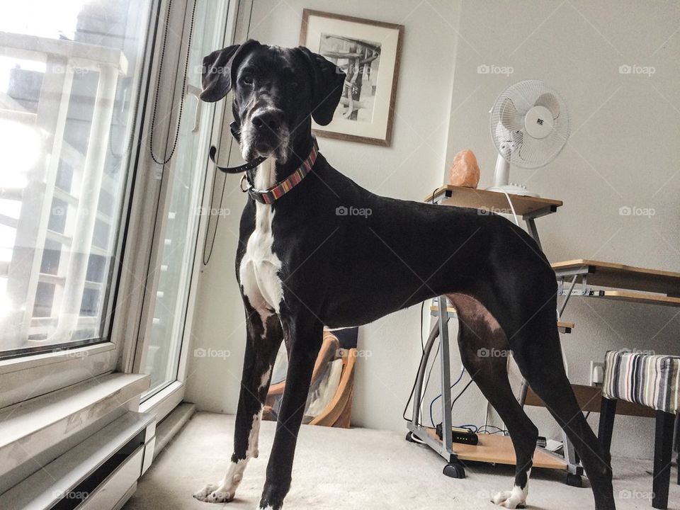 Great Dane