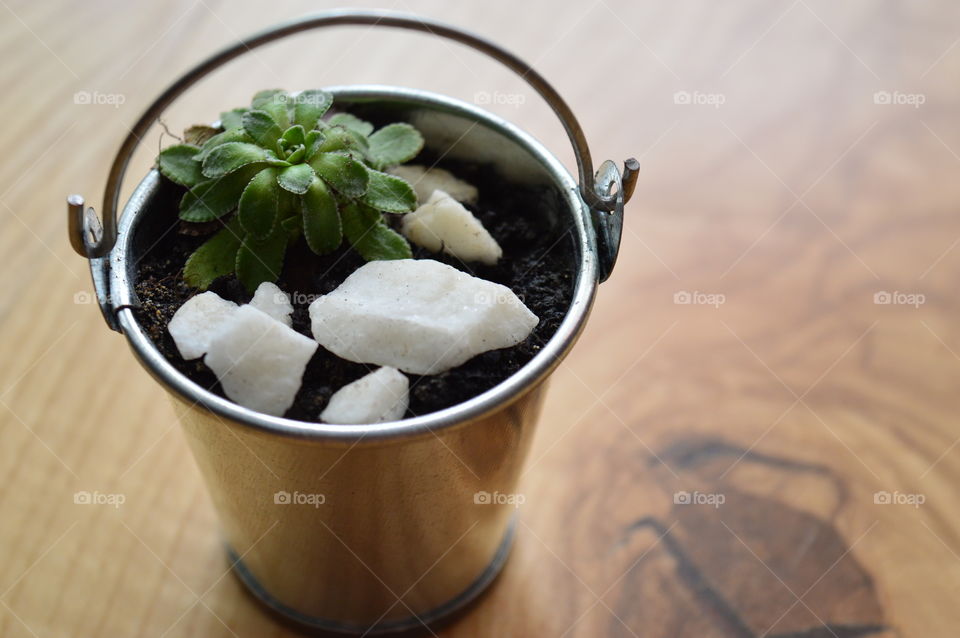 HOUSE PLANTS IN POTS