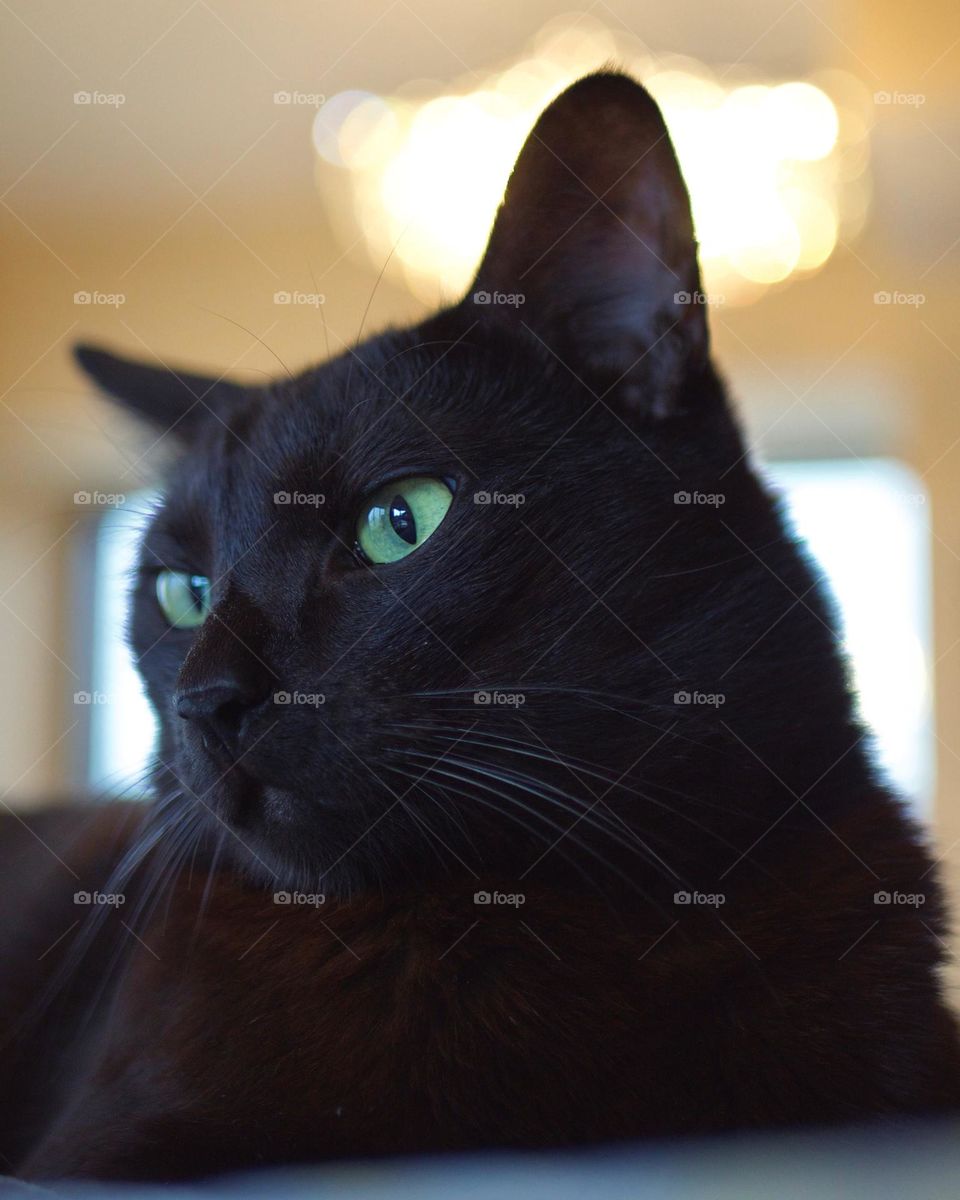 Like a mini-panther, this slim black cat sits comfortably and stares into the distance with its green eyes.