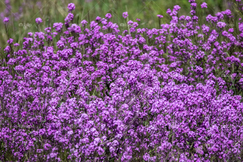 Wild mountain flowers 