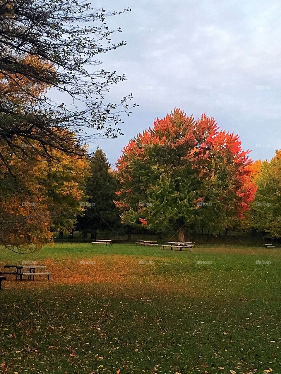 Beautiful autumn trees in the park with benches 