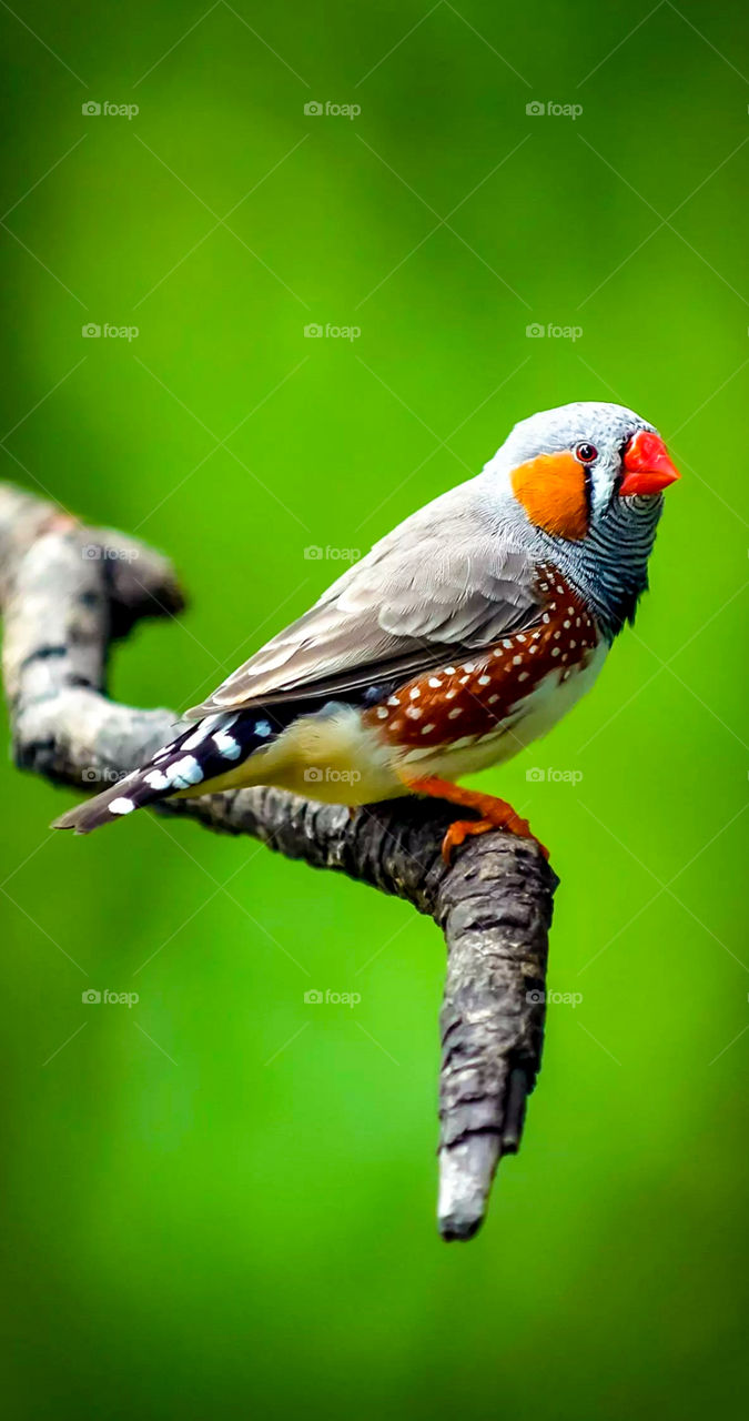 Zebra finches frolic in the breeze!