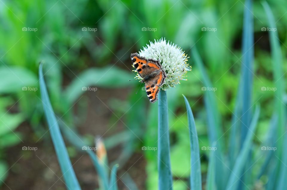 Butterfly perched on a wild onion flower