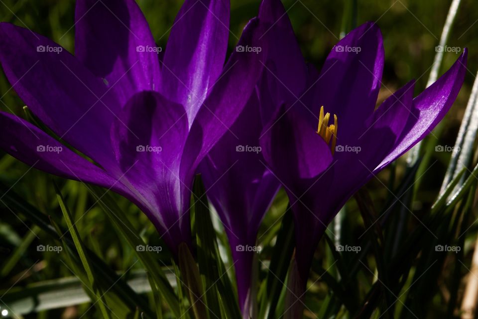 Close-up of purple flowers