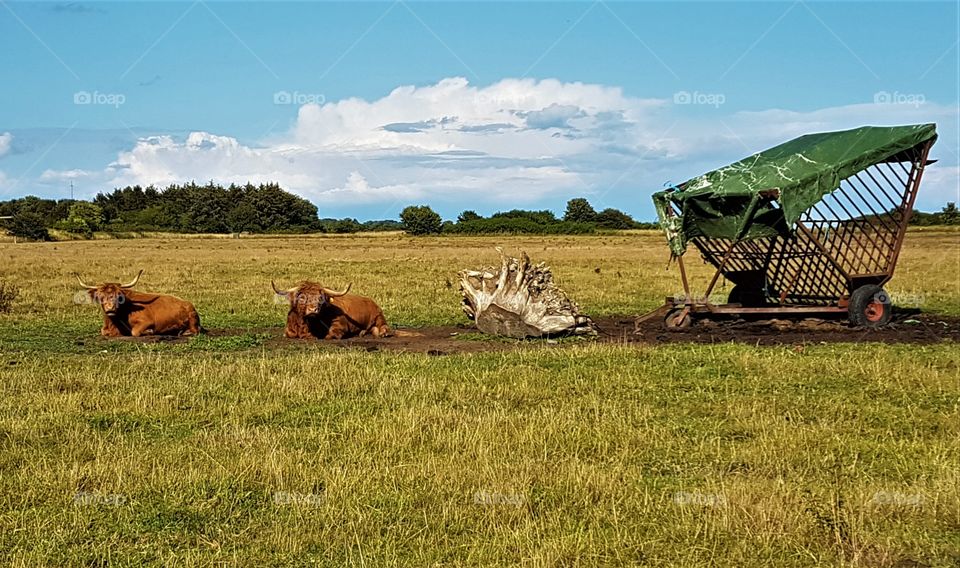 two lying cows in the fields in summer