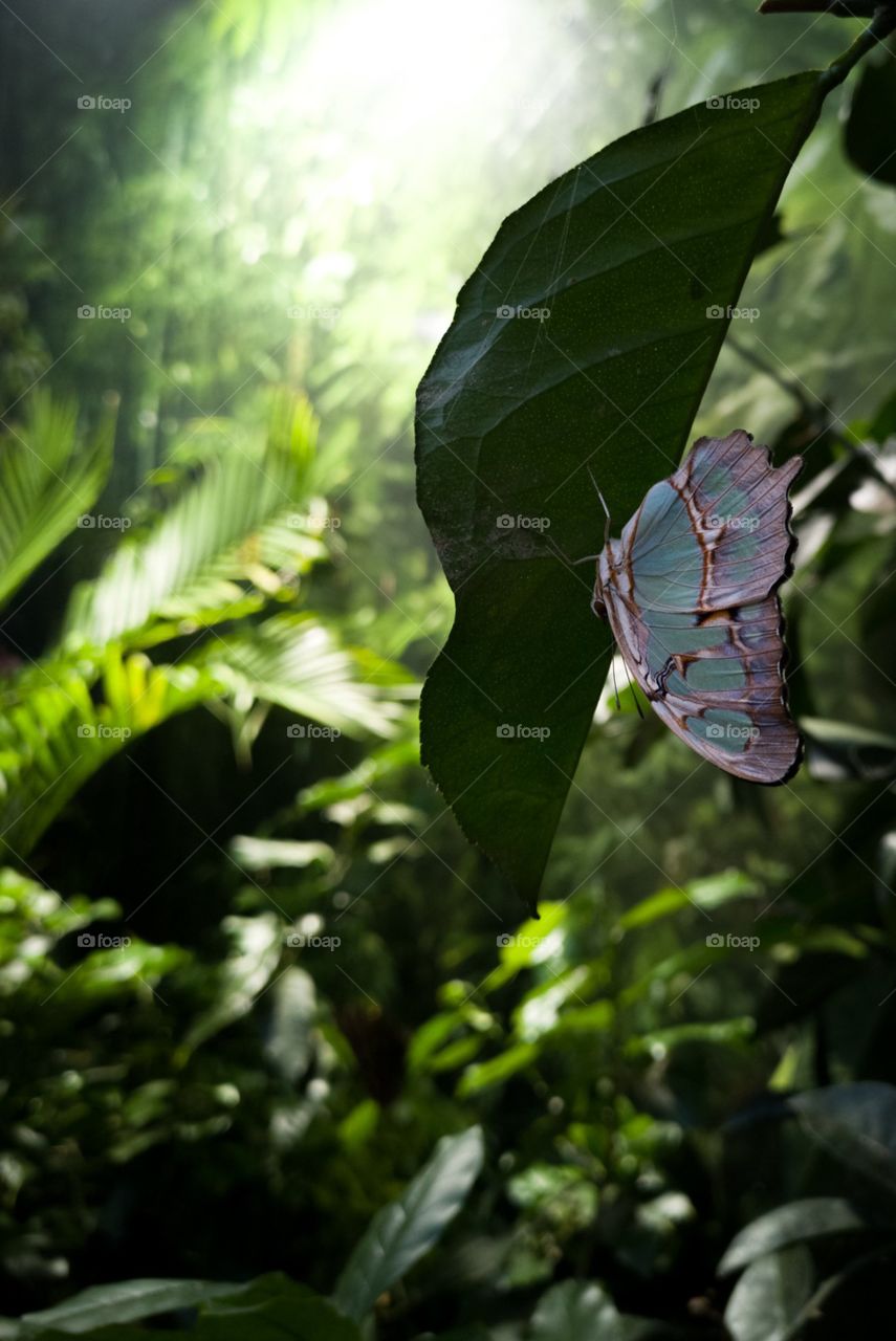 Beautiful butterfly's in forest captured in camera.