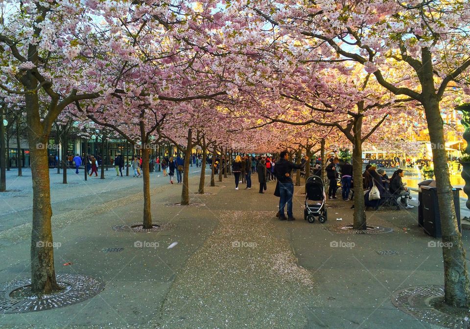 Kungsträdgården 