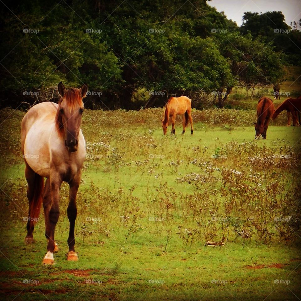 Horses safari