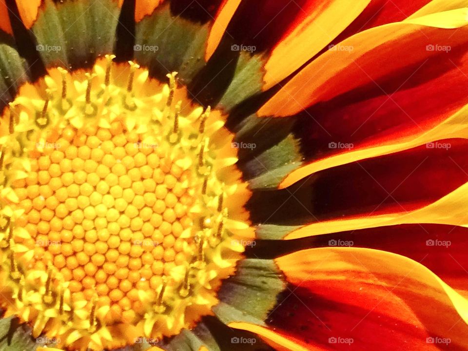 The beauty of the flowers