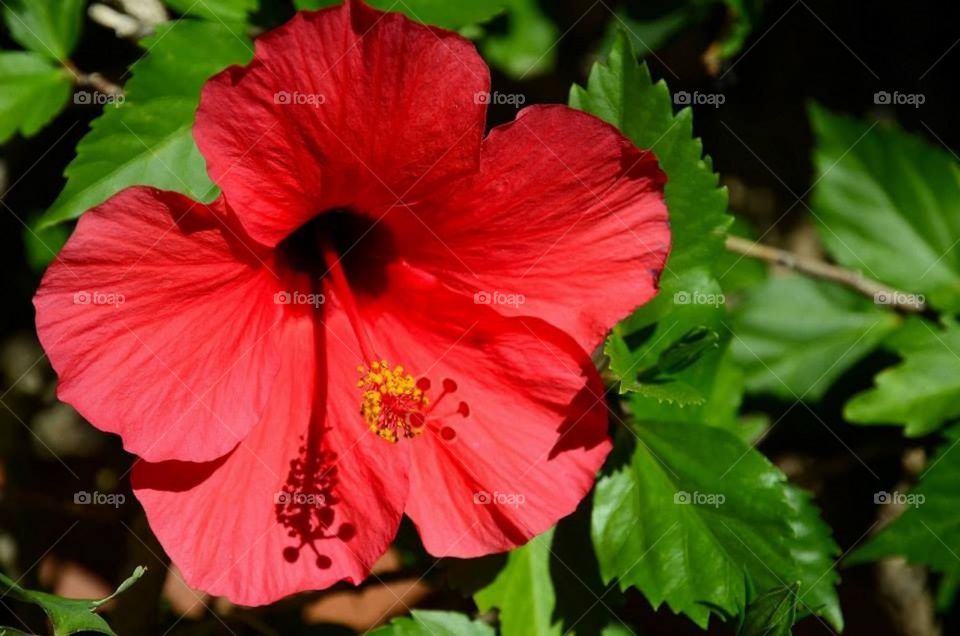 Red hibiscus