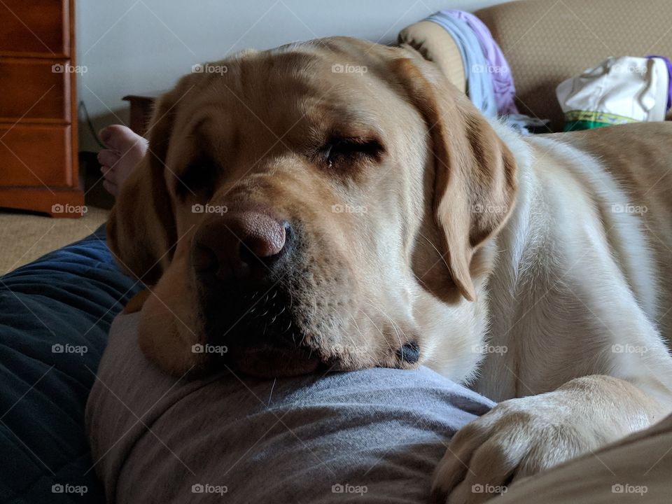 Service Dog Checking On Partner