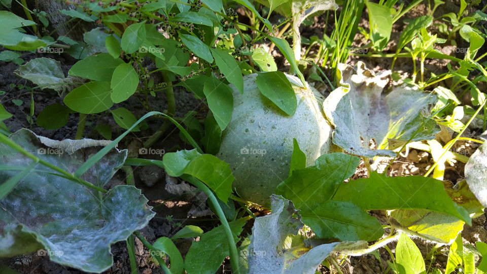 Wer Versteckt sich dort. Es ist das Leben das Aufblüht.