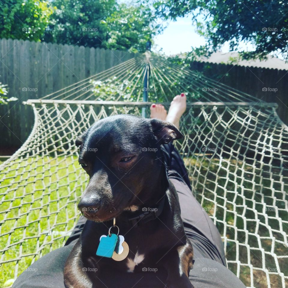 hammock pup